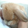 fairydew3
